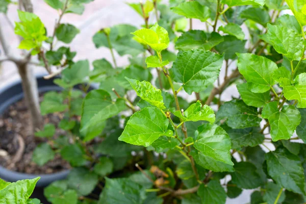 Fresh green leaves of mulberry tree in the garden