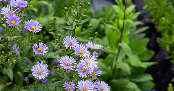 Beautiful Violet Flowers Symphyotrichum Dumosum — Stock Photo, Image