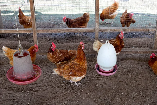 Hühner Der Hühnerfarm Bio — Stockfoto
