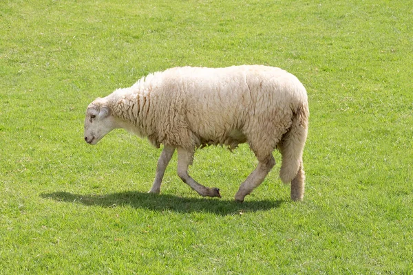 White Sheep Walking Fields — Stockfoto