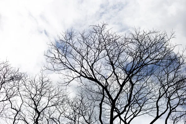 Dead Branches Tree Silhouette Blue Sky Cloud — Photo