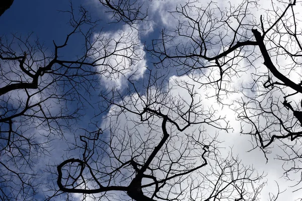 Dead Branches Tree Silhouette Blue Sky Cloud — 图库照片