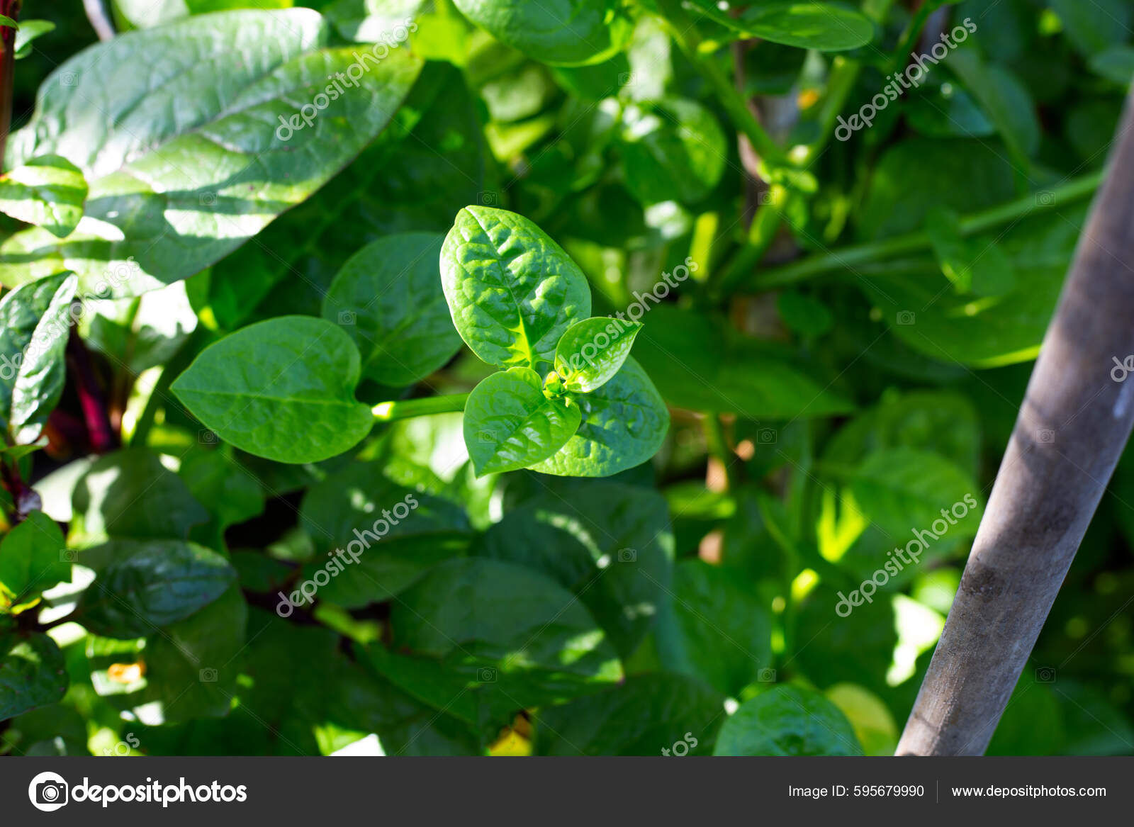 Guayaba Tailandesa: Plantines Disponibles para Ti, image size:1600x1167