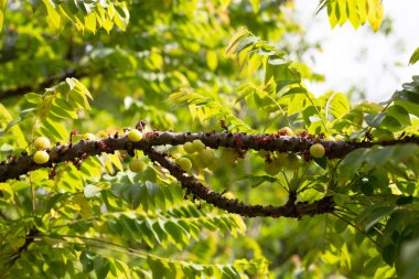 Star gooseberry tree with fruit