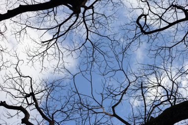 Mavi gökyüzü ve bulutlu ölü dallar.