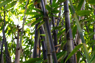 Phyllostachys nigra (Black Bamboo) in the garden