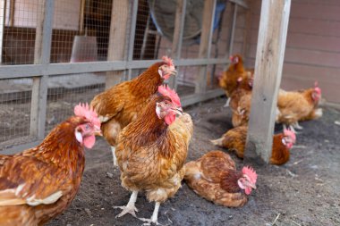 Tavuk çiftliğinde tavuklar. Organik kümes hayvanları.