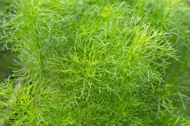 Dog fennel (Eupatorium capillifolium) in the garden