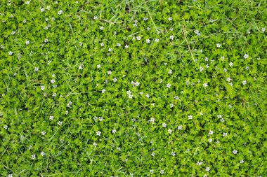 Fresh lawn grass. Beautiful white flower