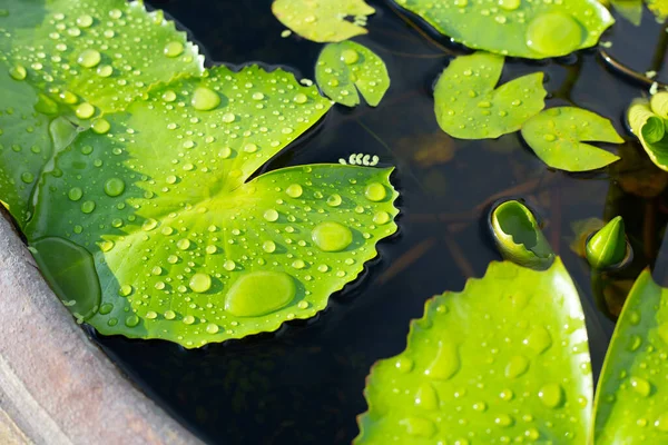 Lotus Leaves Water Lily Pond — ストック写真