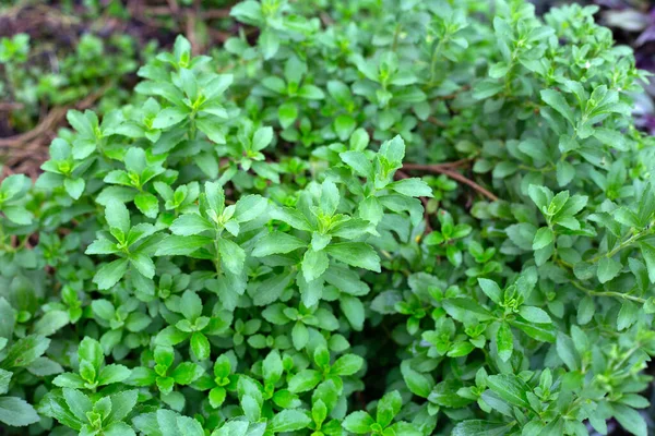 Green Leaves Stevia Plant — Stok fotoğraf