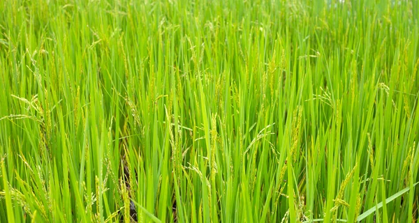 Planta Arroz Campo Arroz — Foto de Stock