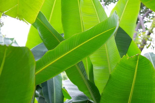 Πράσινα Φύλλα Μπανάνας — Φωτογραφία Αρχείου