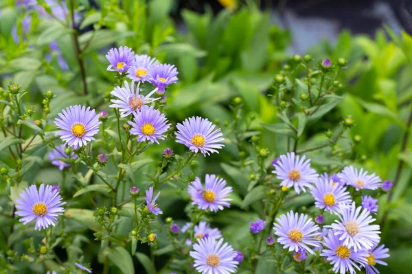 Beautiful Violet Flowers Symphyotrichum Dumosum — Photo