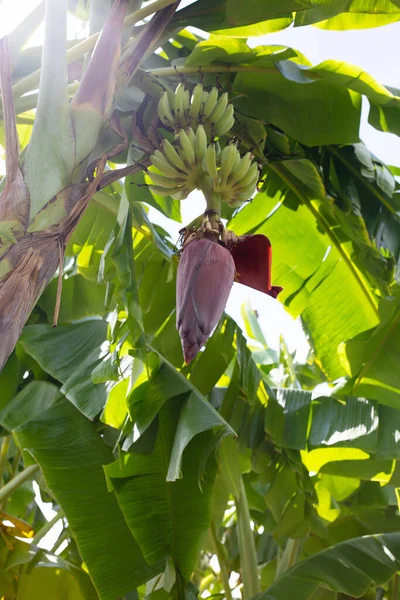 Flor Plátano Árbol Plátano —  Fotos de Stock
