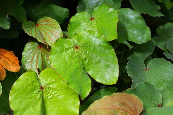 Bauhinia Aureifolia Hoja Oro Bauhinia —  Fotos de Stock