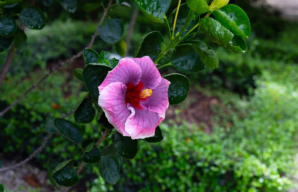 Kwiat Hibiskusa Drzewie — Zdjęcie stockowe