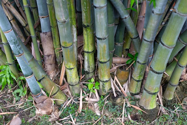 Bahçedeki Bambu Bitkisi — Stok fotoğraf