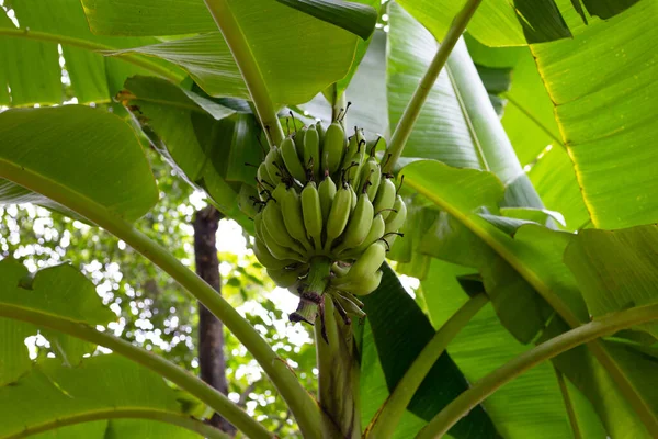 Δέσμη Των Πρώτων Πράσινο Μπανάνες — Φωτογραφία Αρχείου