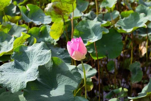 Beautiful Blooming Pink Lotus Flower Leaves Water Lily Pond — Zdjęcie stockowe