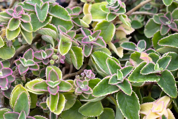 Maxican Mint Fresh Colorful Leaves Coleus Amboinicus — Fotografia de Stock
