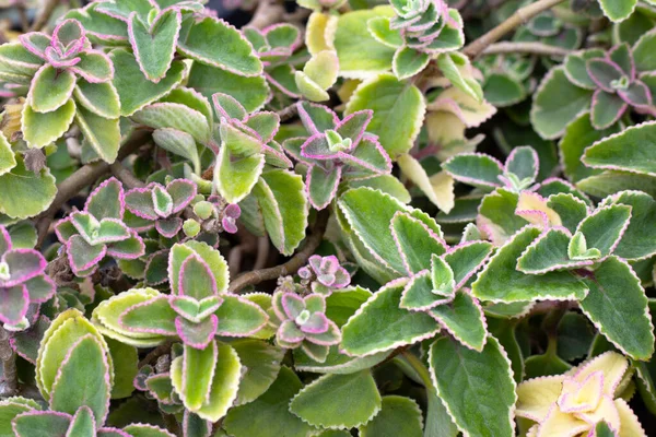 Maxican Nanesi Taze Renkli Yapraklar Coleus Amboinicus — Stok fotoğraf