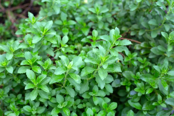 Green Leaves Stevia Plant — 스톡 사진