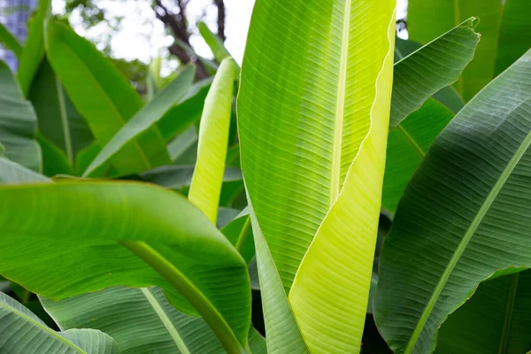 Πράσινα Φύλλα Μπανάνας — Φωτογραφία Αρχείου