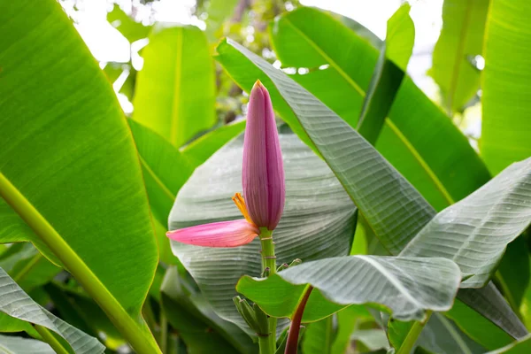 Розовый Цвет Бананового Дерева — стоковое фото