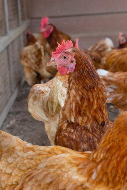 Tavuk çiftliğinde tavuklar. Organik kümes hayvanları.