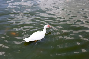 Ördek gölette yüzüyor.