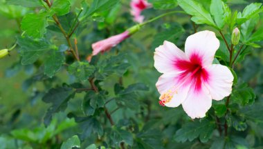Blossom of pink hibiscus flower on tree