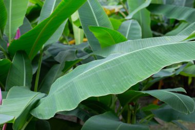 yeşil muz yaprakları