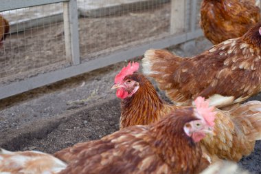 Tavuk çiftliğinde tavuklar. Organik kümes hayvanları.