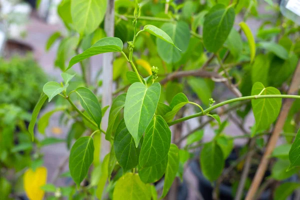Gurmar Medicinal Plant Fresh Leaves Herb — Stok fotoğraf