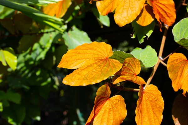 Bauhinia Aureifolia Gold Leaf Bauhinia — 스톡 사진