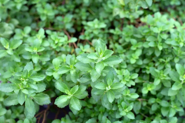 Fresh Green Leaves Stevia Plant — Stock Photo, Image