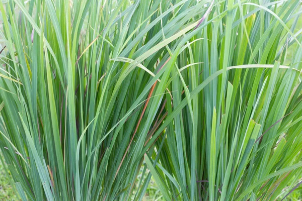 Lemongrass Clump Garden — стоковое фото