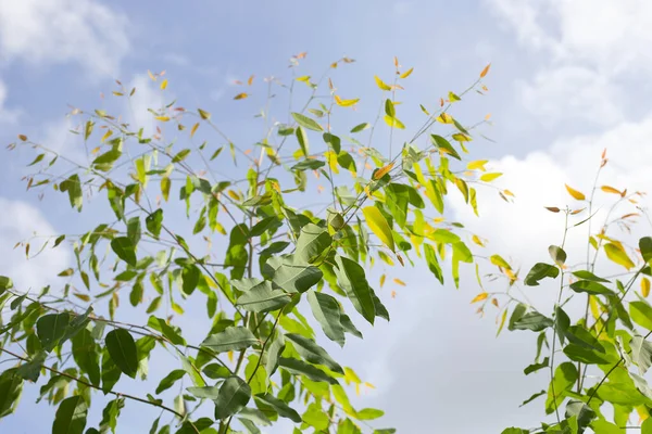 Green Leaves Eucalyptus Tree Blue Sky — Stok fotoğraf