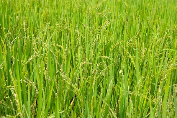 Pabrik Padi Sawah — Stok Foto