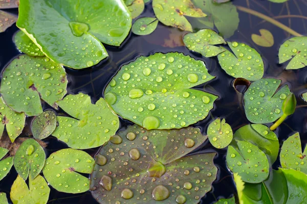 Lotus Leaves Raindrops Water Lily Pond — 스톡 사진