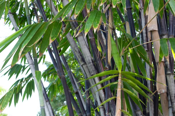Phyllostachys Nigra Black Bamboo Garden — Fotografia de Stock