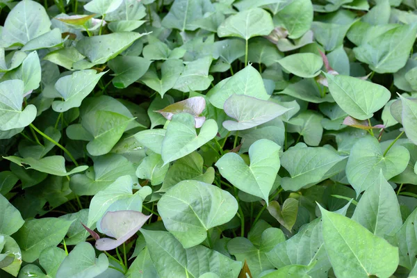 Green Leaves Sweet Potato Plant — Fotografia de Stock