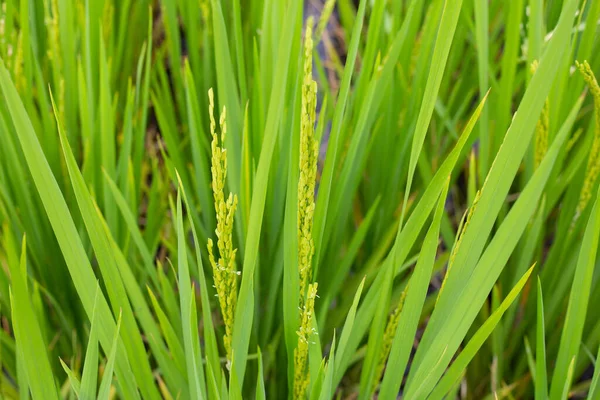 Reispflanze Reisfeld — Stockfoto