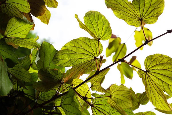 Bauhinia Aureifolia Bauhinia Φύλλα Χρυσού — Φωτογραφία Αρχείου