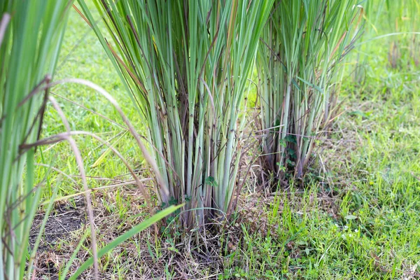 Lemongrass Clump Garden — Fotografia de Stock