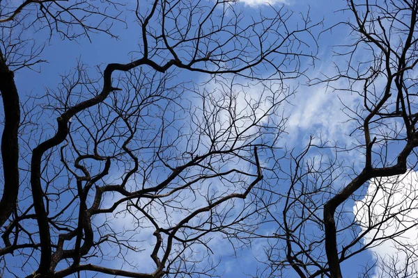 Dead Branches Tree Silhouette Blue Sky Cloud — Photo