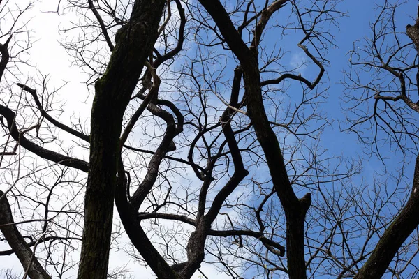Dead Branches Tree Silhouette Blue Sky Cloud —  Fotos de Stock