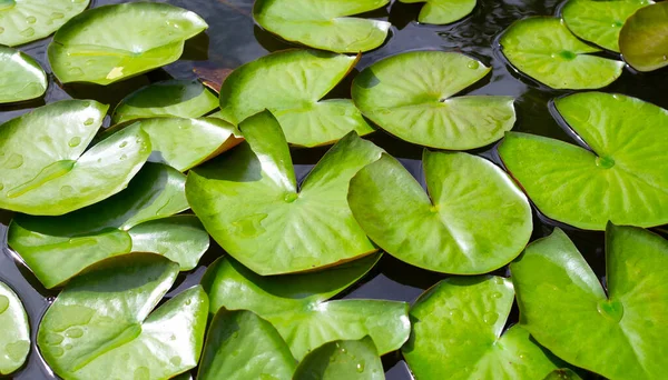 Lotus Leaves Water Lily Pond — Stockfoto