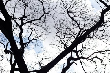 Mavi gökyüzü ve bulutlu ölü dallar.